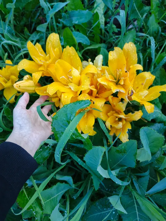 Лилия Сандью