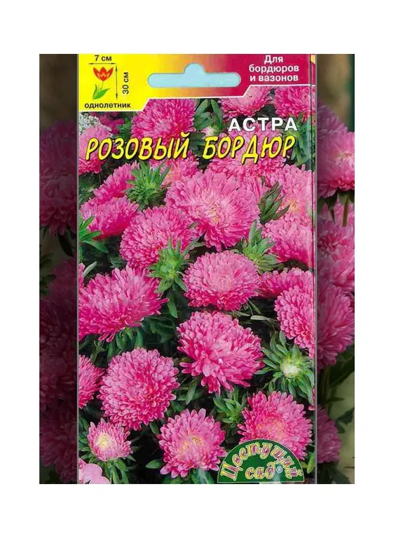 Астра Розовый бордюр