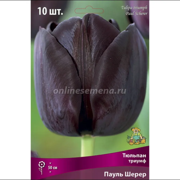 Триумф Пауль Шерер