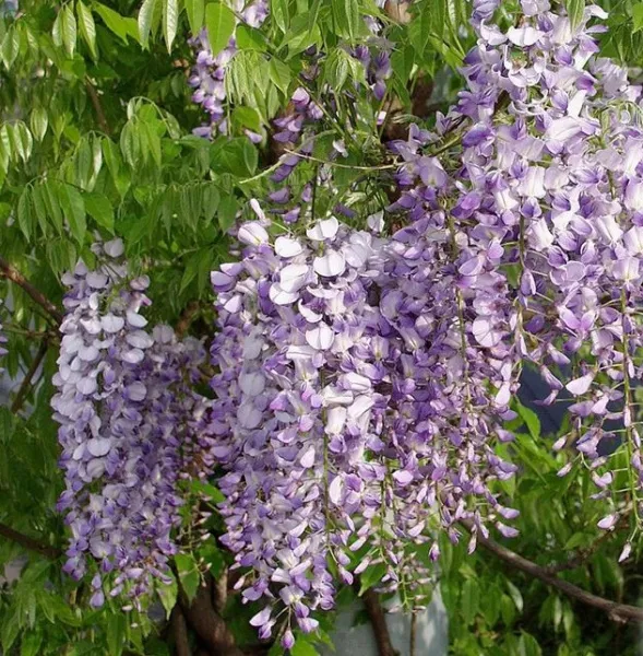 Глициния  многоцветковая