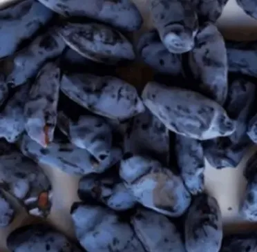 Жимолость Aurora