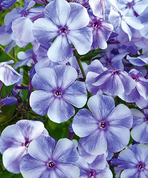 Флокс метельч Гжель