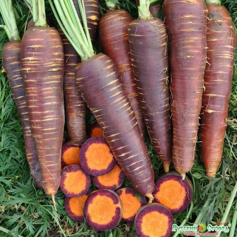 Морковь Пурпурный эликсир F1