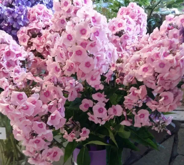 Флокс Милена