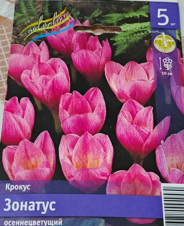 Крокус осеннецветущий Зонатус