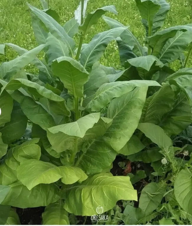 Табак Сигарный Zimmer Spanish