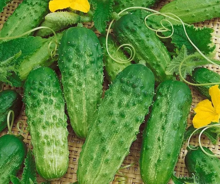 Огурец Pick a Bushel Hybrid 