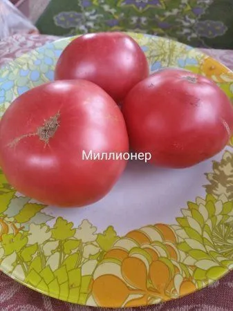 Томат Миллионер