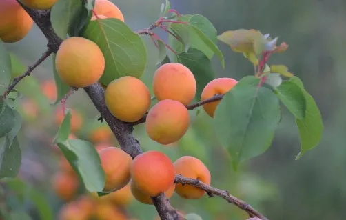 Абрикос Dwarf Puget Gold