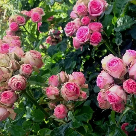 Роза спрей Мими Эден