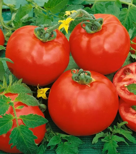 Томат Container's Choice