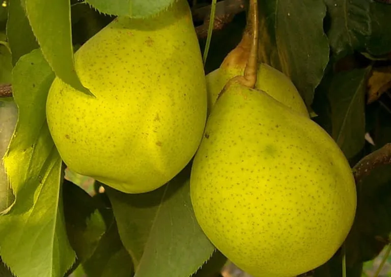 Груша азиатская Hong-Li