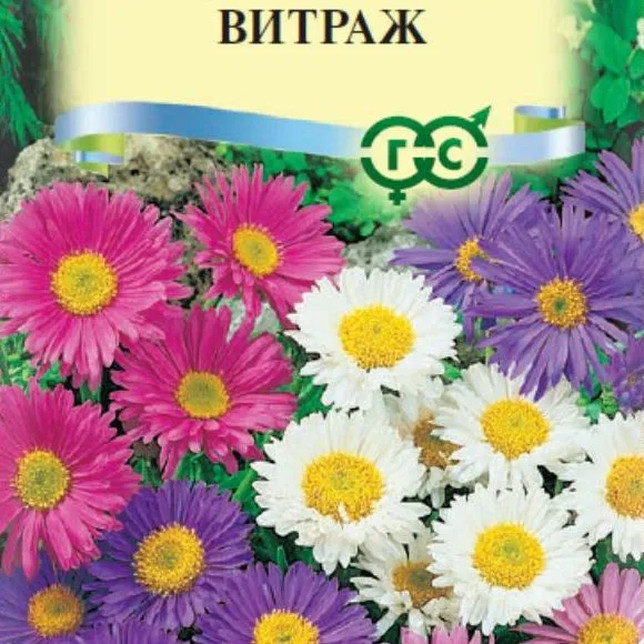 Астра альпийская Витраж