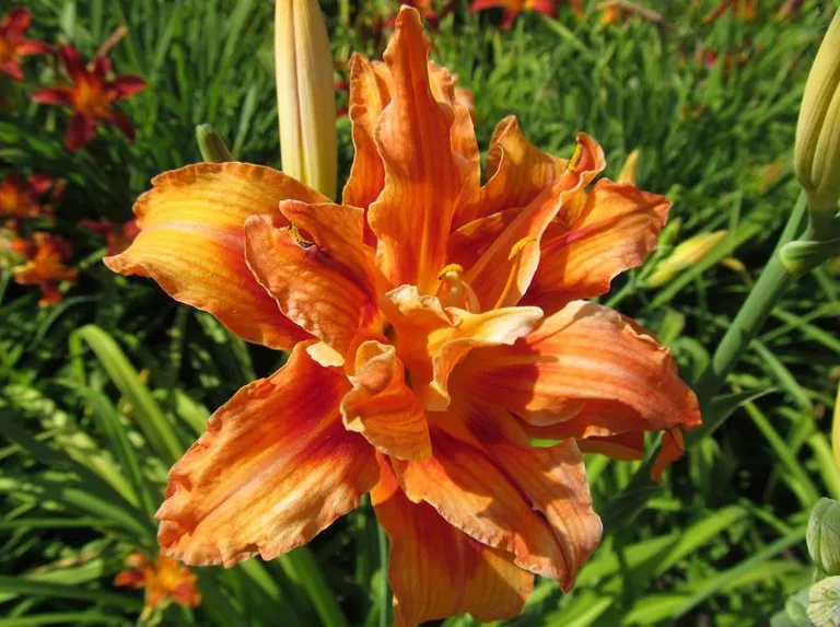 Лилейник Apricot Beauty