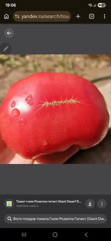Томат Гном Розелла гигант
