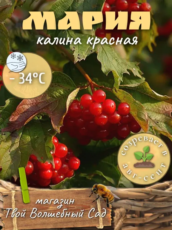Калина красная Мария