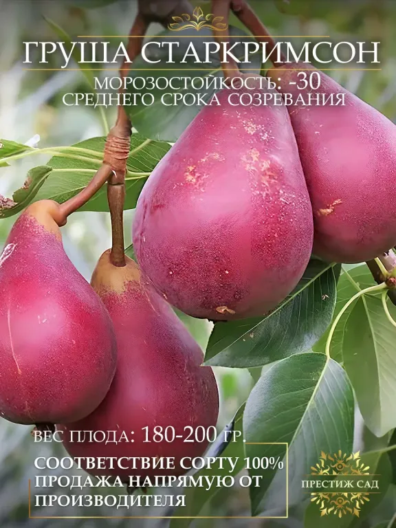 Груша Старкримсон