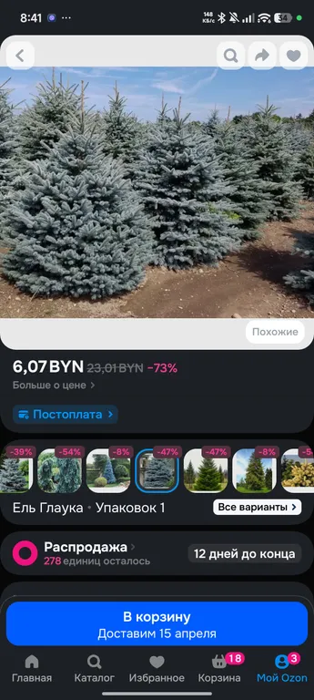 Ель Глаука