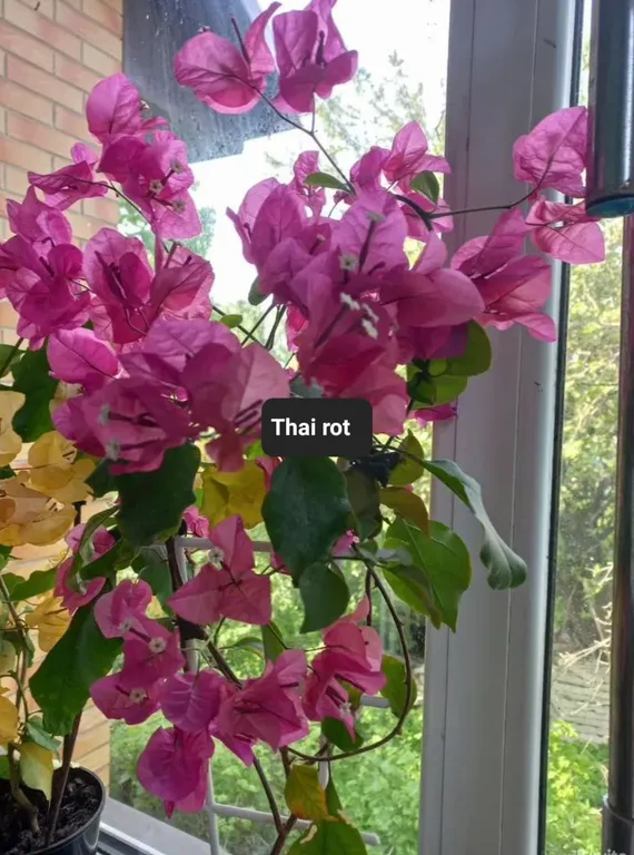 Бугенвиллия Thai rot