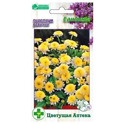 Пиретрум девичий Сантана