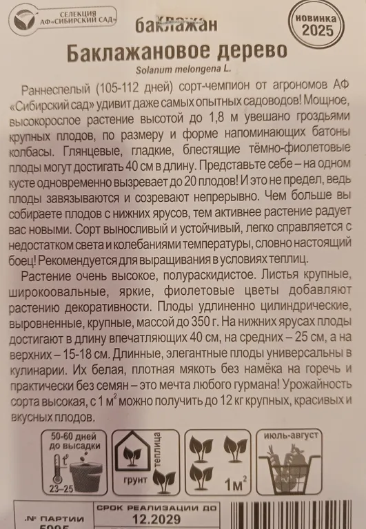 Баклажан Баклажановое дерево