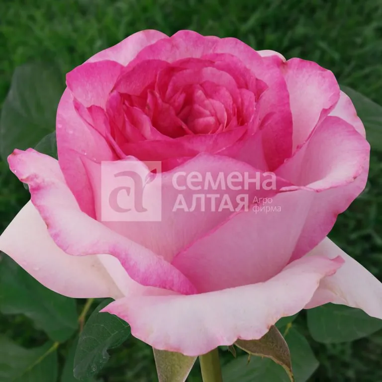 Роза Бэлла Вита