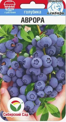Голубика Аврора