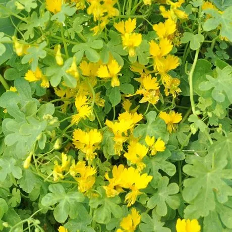 Настурция иноземная Канарская лиана