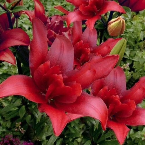 Лилия Болд Игл