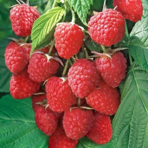 Малина Химбо топ