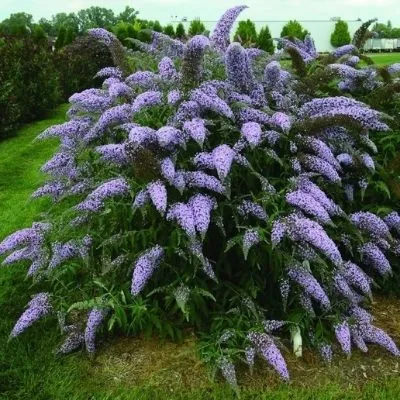 Буддлея Давида фиолетовая