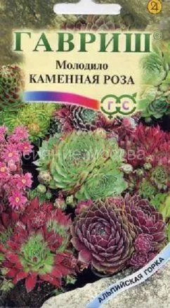 Молодило (каменная роза) смесь