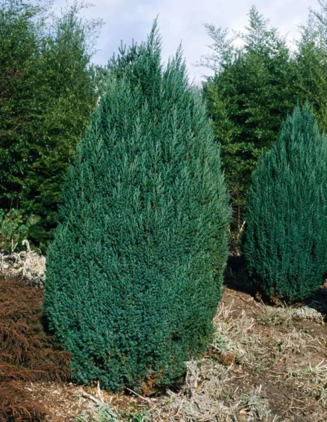 Китайский Pyramidalis