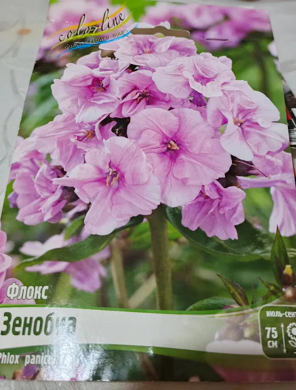 Флокс Зенобиа