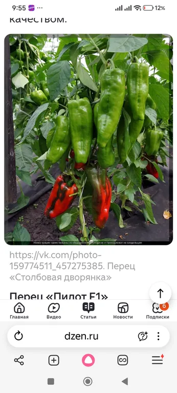 Перец Столбовая дворянка
