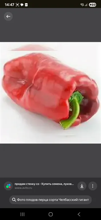 Перец Челбасский гигант