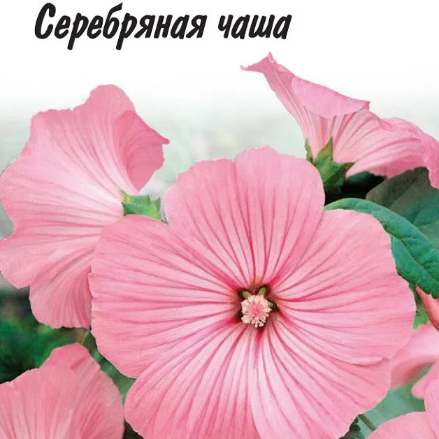 Лаватера трехмесячная Серебряная чаша