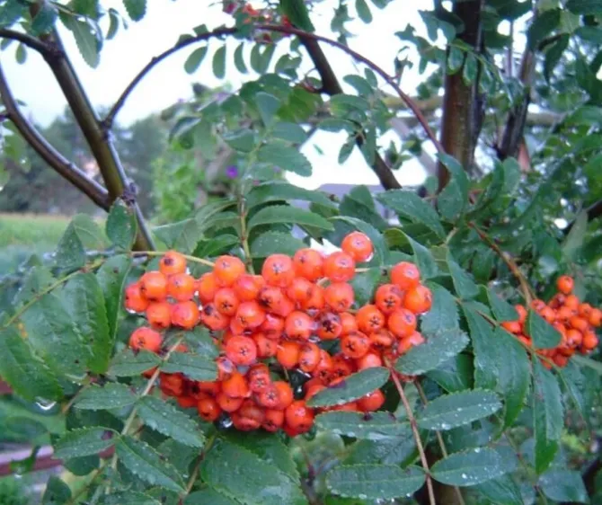 American Mountain Ash (Sorbus americana)