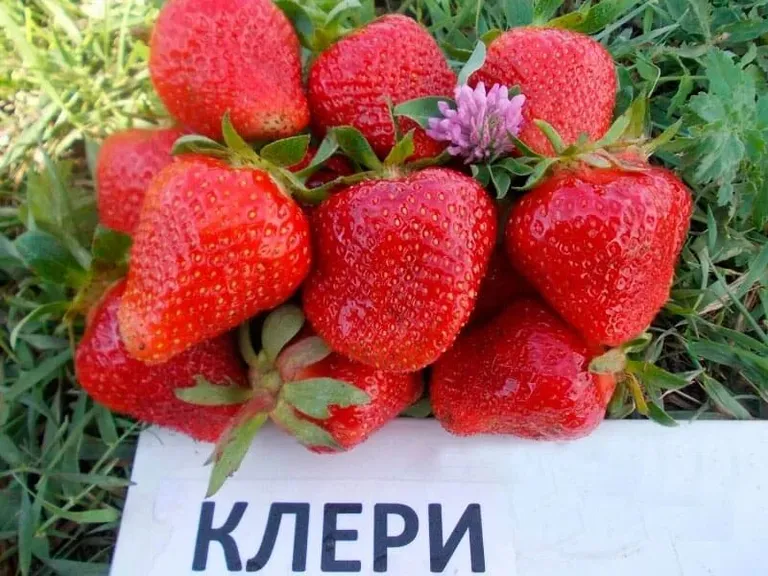 Клубника Клери