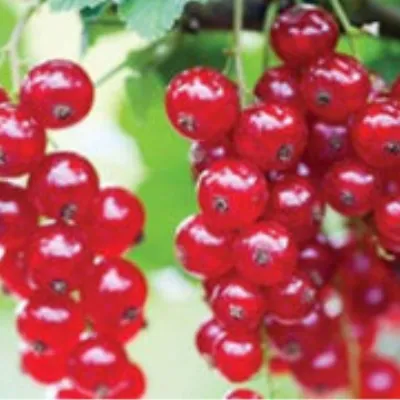 Смородина красная Мечта