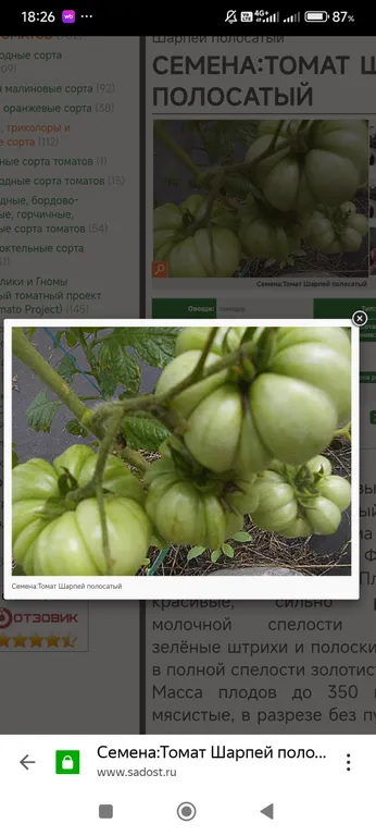 Томат Шарпей полосатый