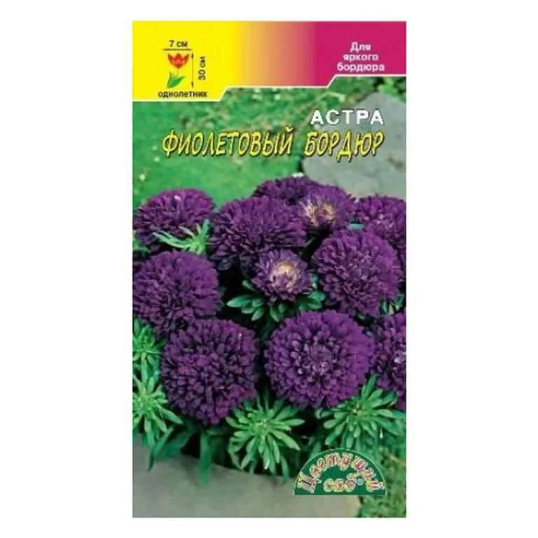 Астра Фиолетовый бордюр