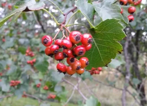 Washington Hawthorn (Crataegus phaenopyrum)
