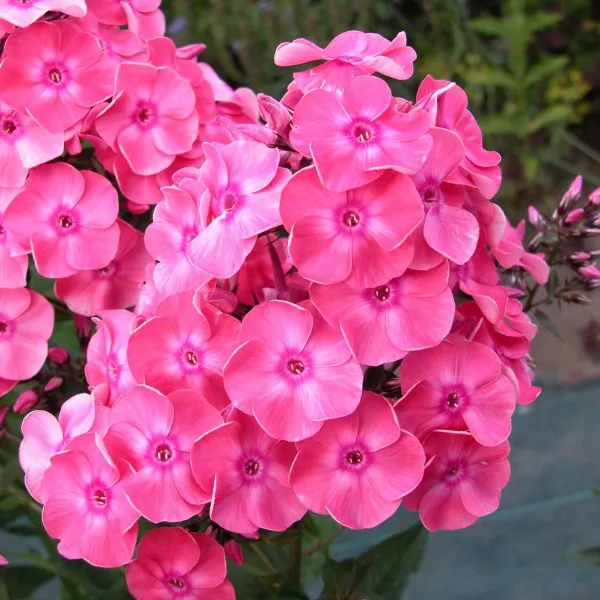 Флокс мет Лариса