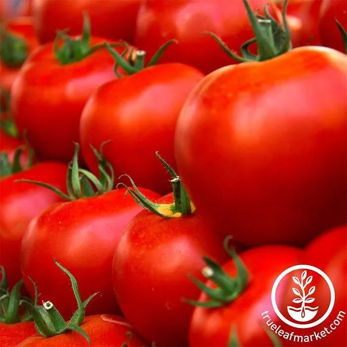 Томат Husky Red Hybrid Tomato