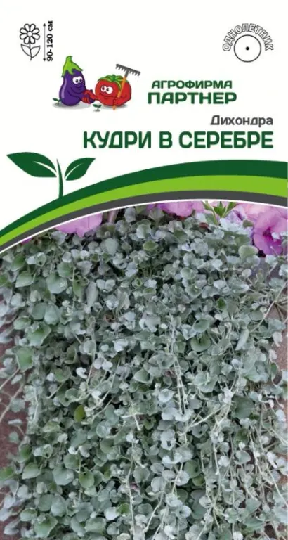 Дихондра Кудри в серебре 