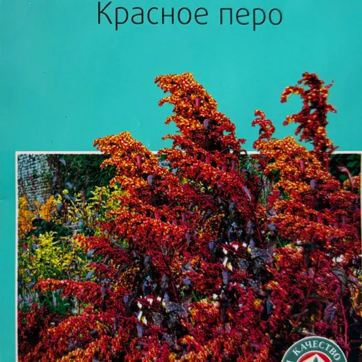 Атриплекс садовый Красное перо