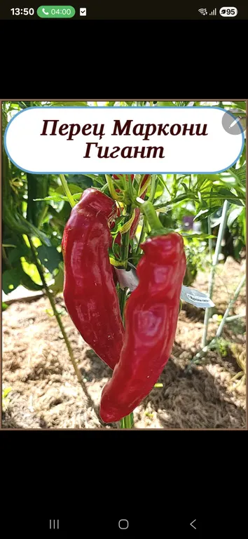 Перец Маркони гигант