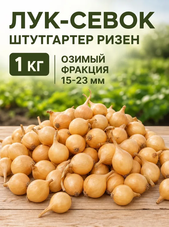 Лук репчатый Штутгартер Ризен