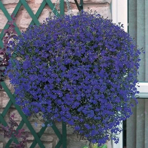 Лобелия каскадная Ривьера Марине Блю